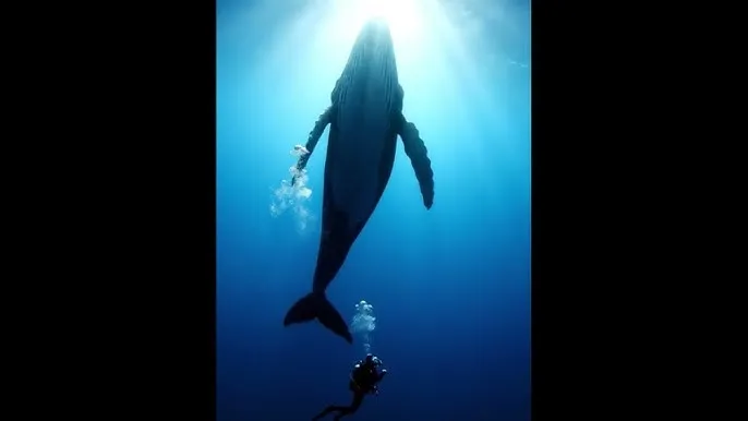 古城谍影电视剧 - 深蓝星球：探索海洋深处的未知世界